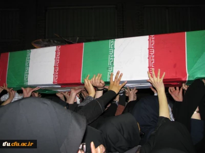 میزبانی لاله ها