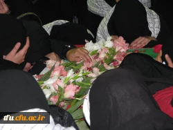 میزبانی لاله ها