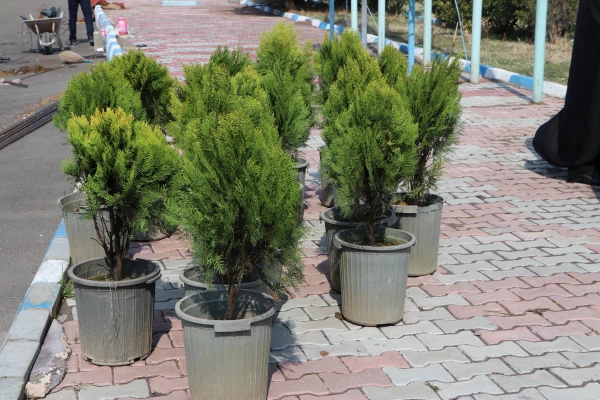 کاشت 19 نهال  به یمن وجود شهید گمنام 19ساله پردیس فاطمه الزهرا(س) 7